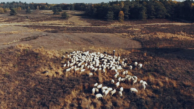 Typisch Veluwe Trailer