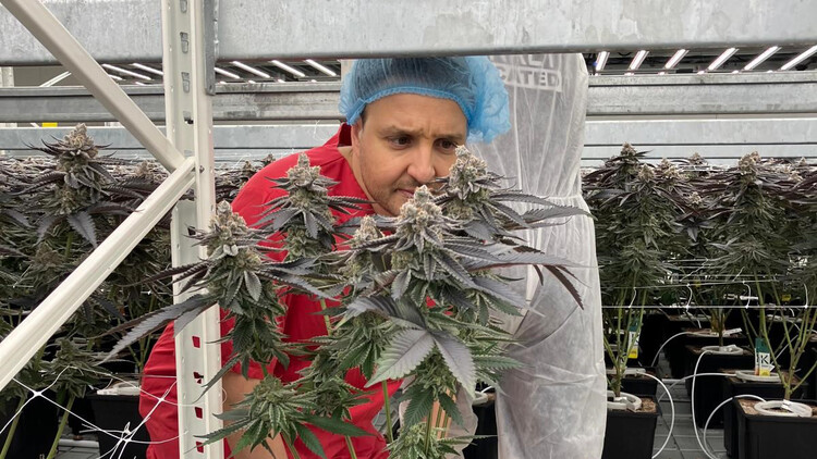 Holland Drugsland - vrije wiet