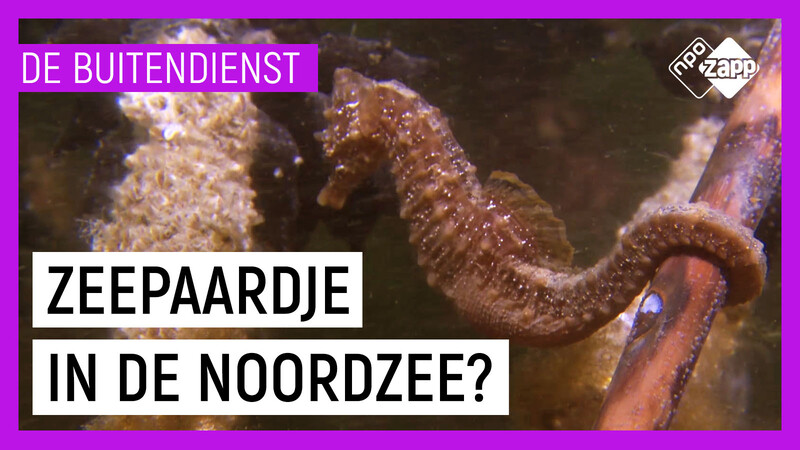 Duikverhalen van De Buitendienst