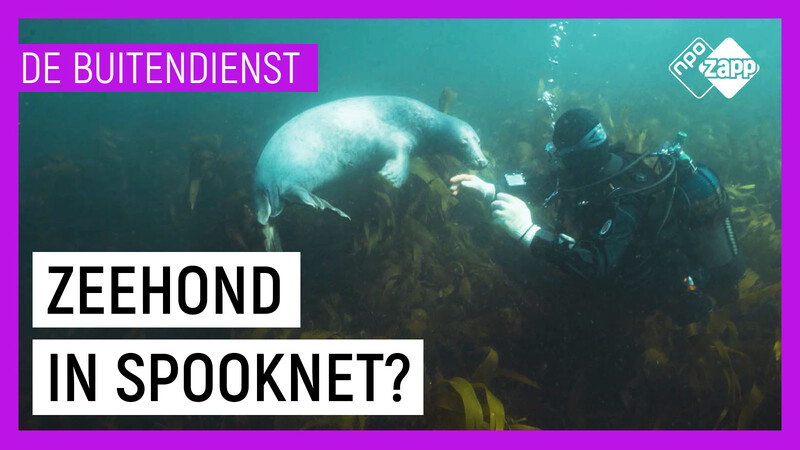 Duikverhalen van De Buitendienst