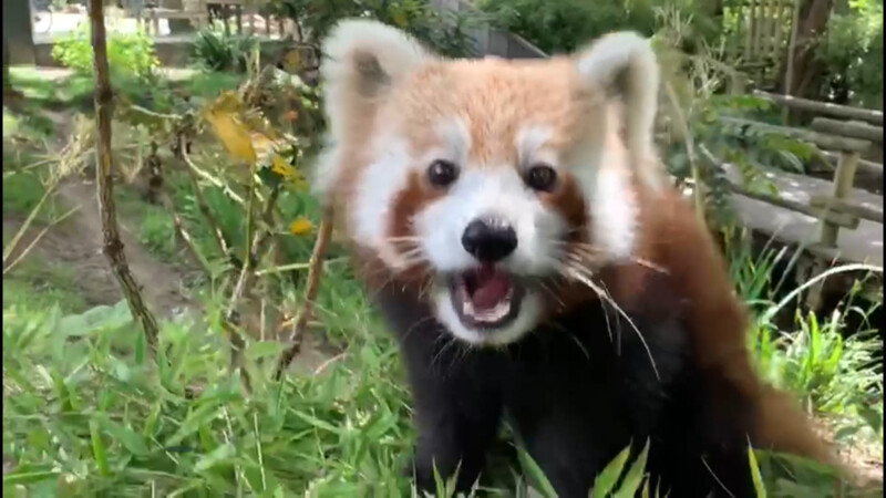 Wat weet jij over dierenliefde? - Extra bonusmateriaal!