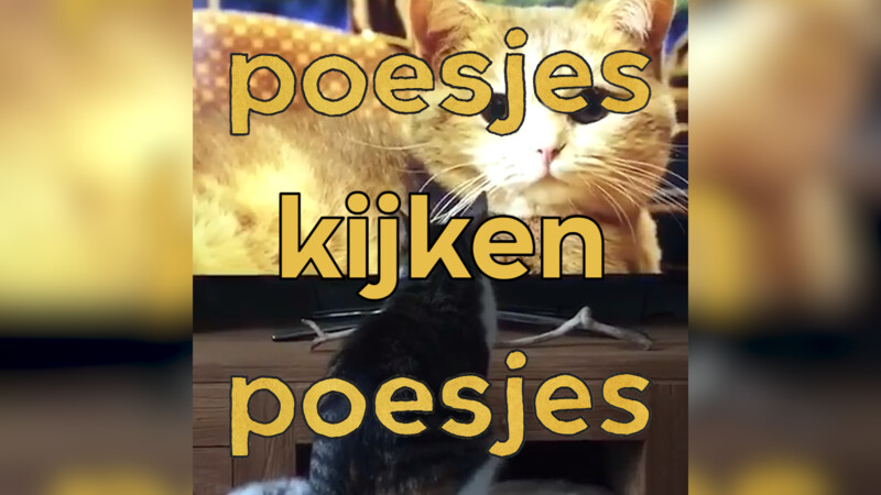 Poesjes kijken poesjes 2018