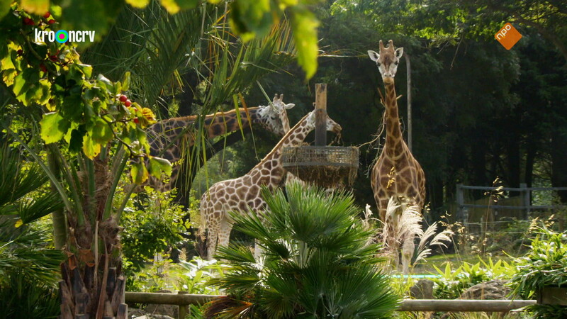 De Zoo
