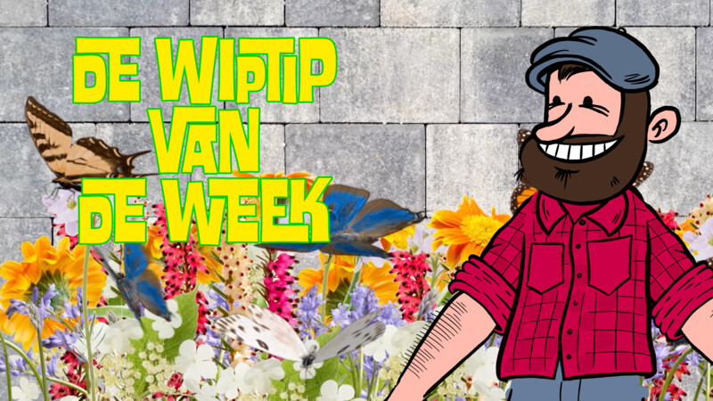 Zappelin Brigade | De Wiptip van de Week Vlinder