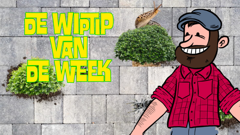 Zappelin Brigade | De Wiptip van de Week Pissebed