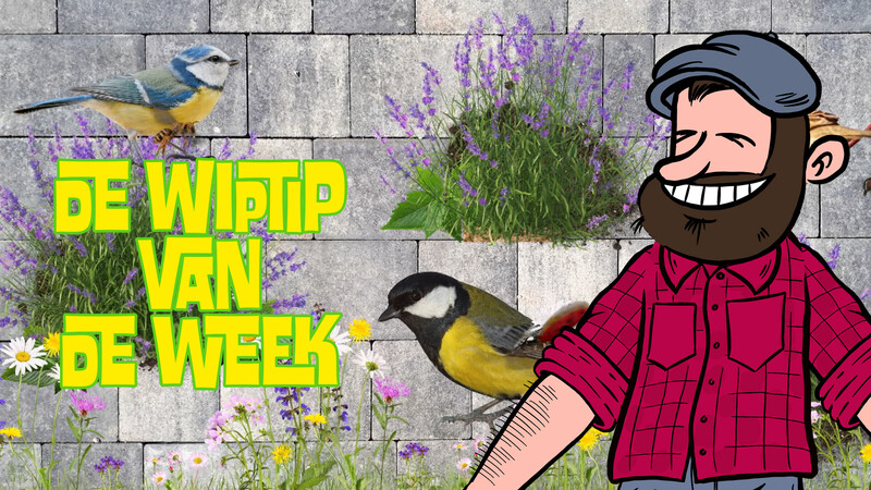Zappelin Brigade | De Wiptip van de Week Vogel