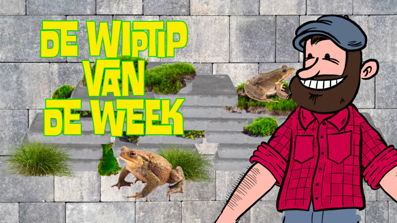 Zappelin Brigade | De Wiptip van de Week Kikker