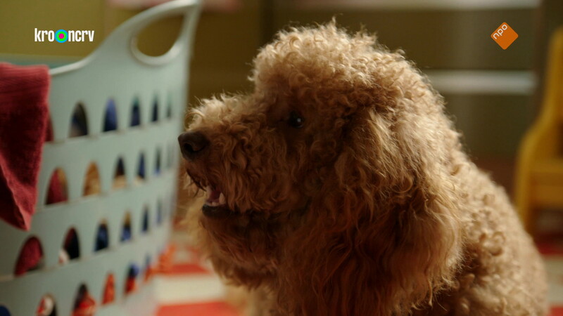 Waffel de wonderhond