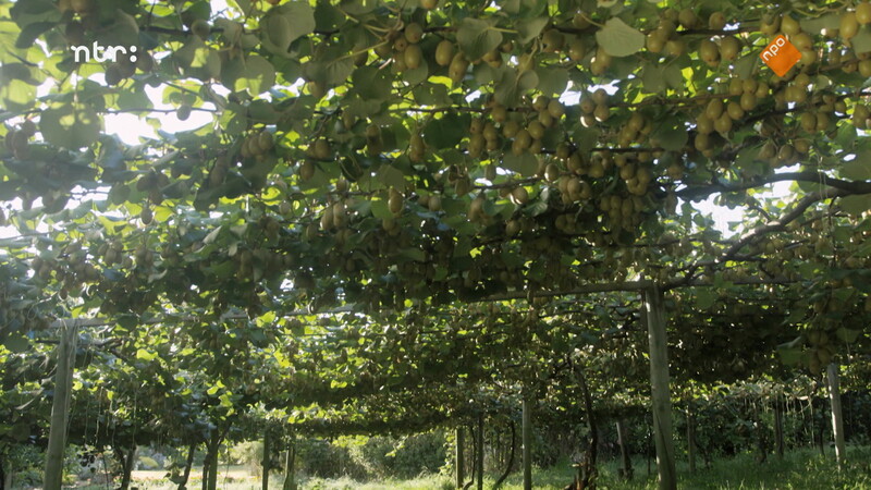 Koekiemonsters eetkar