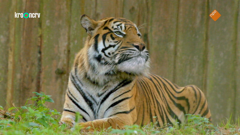De Zoo