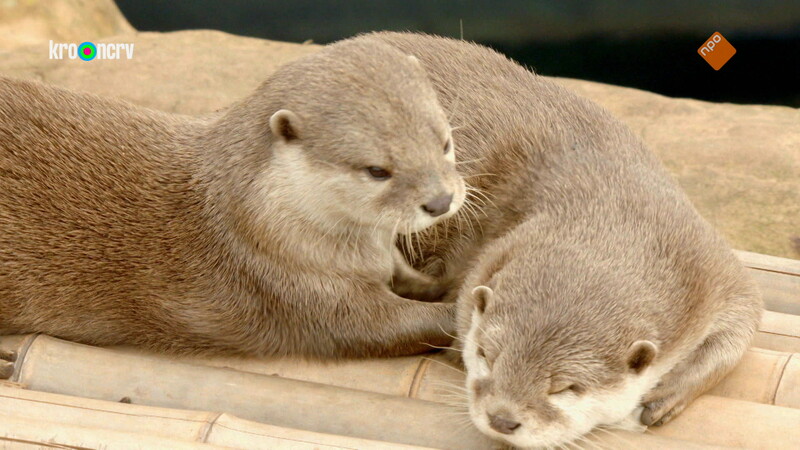 De Zoo