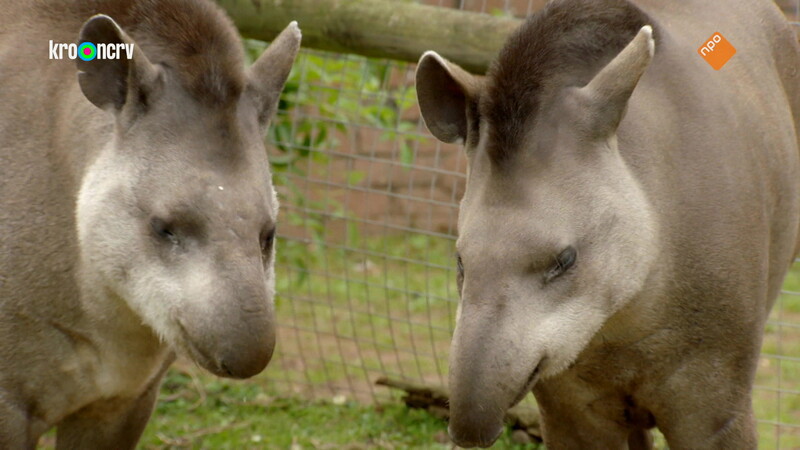 De Zoo