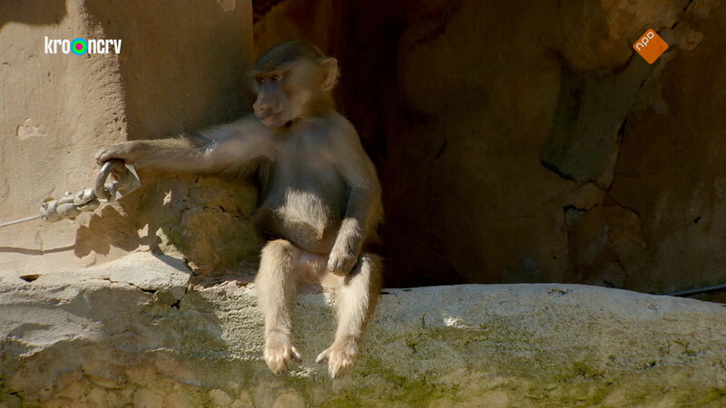 De Zoo