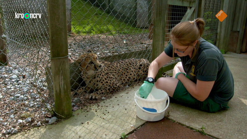 De Zoo
