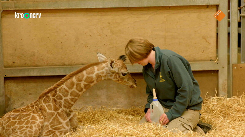 De Zoo