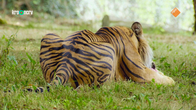 De Zoo