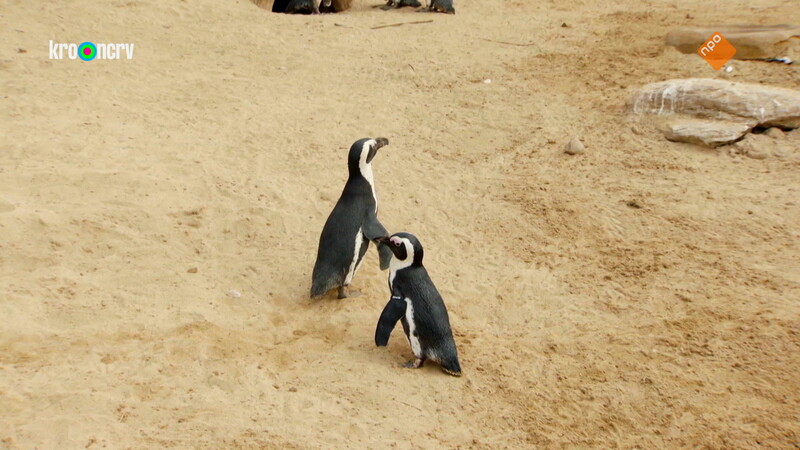 De Zoo
