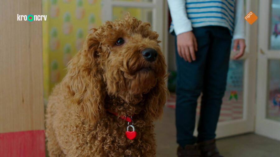 Waffel de wonderhond