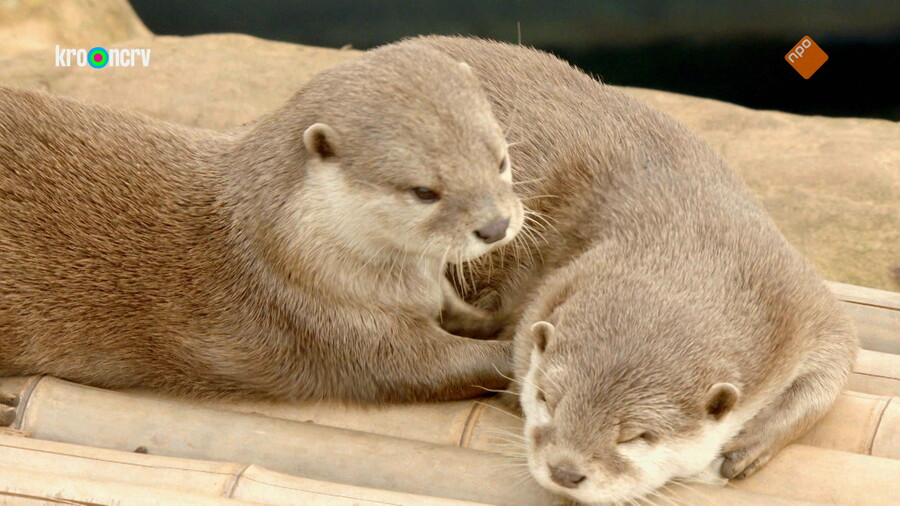 De Zoo