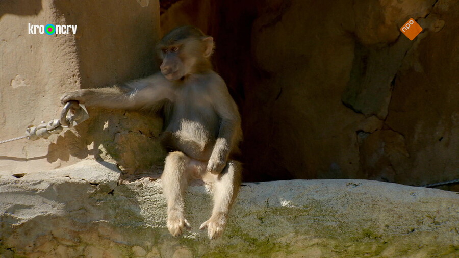 De Zoo