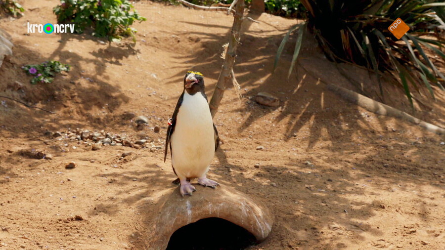 De Zoo