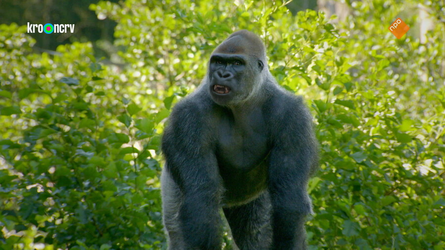 De Zoo