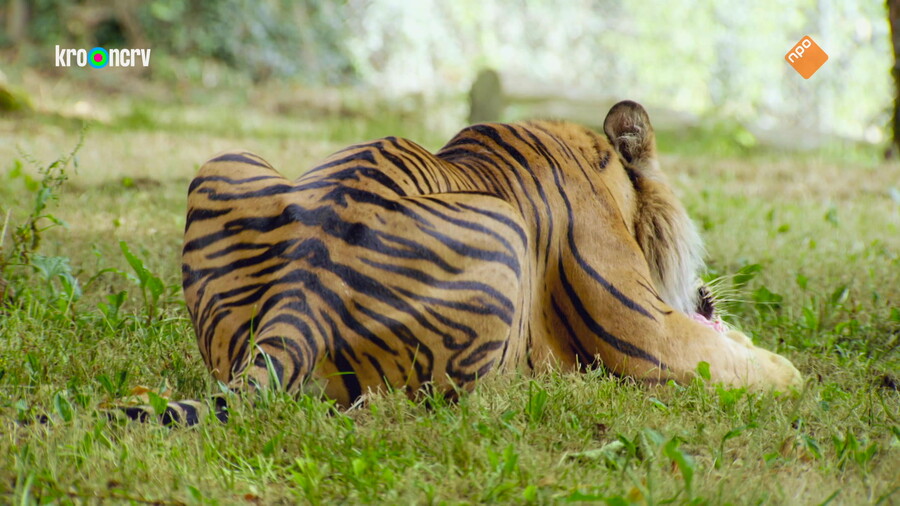 De Zoo