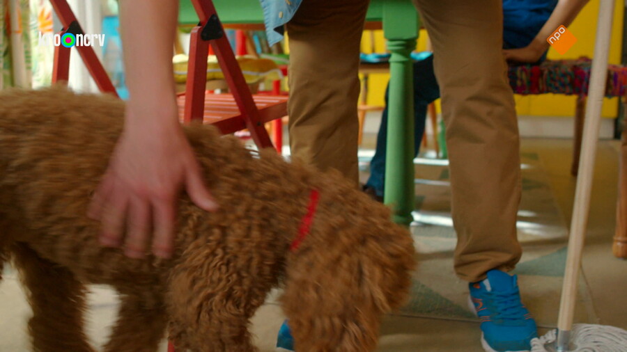 Waffel de wonderhond