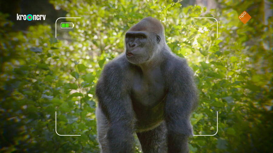 De Zoo