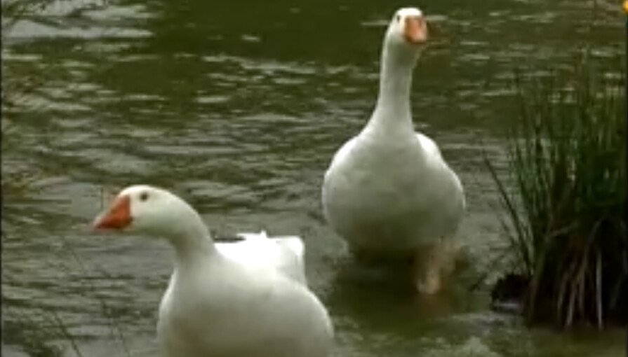 Huisje Boompje Beestje