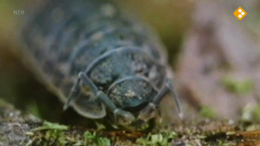 Huisje Boompje Beestje