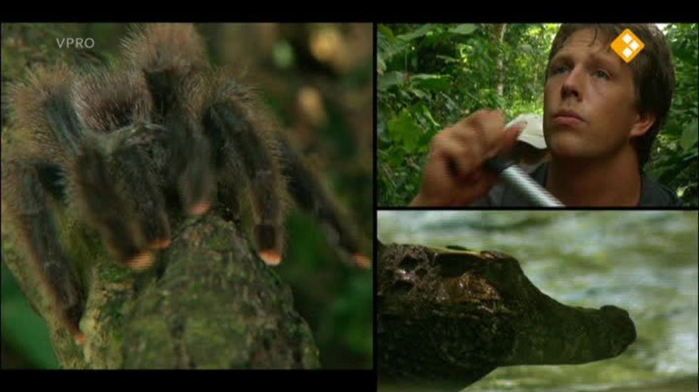 Freek in het wild: Giftige Spin gemist? Terugkijken doe je op NPO3.nl