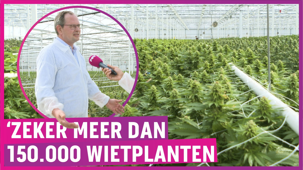 EXCLUSIEF: Wegdromen in de grootste legale wietplantage van Europa!