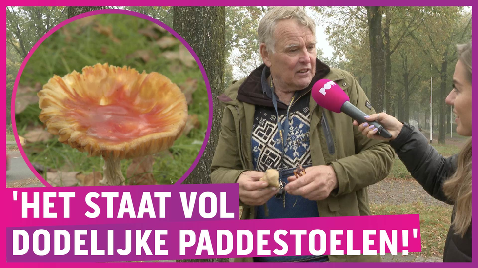 De beste paddo