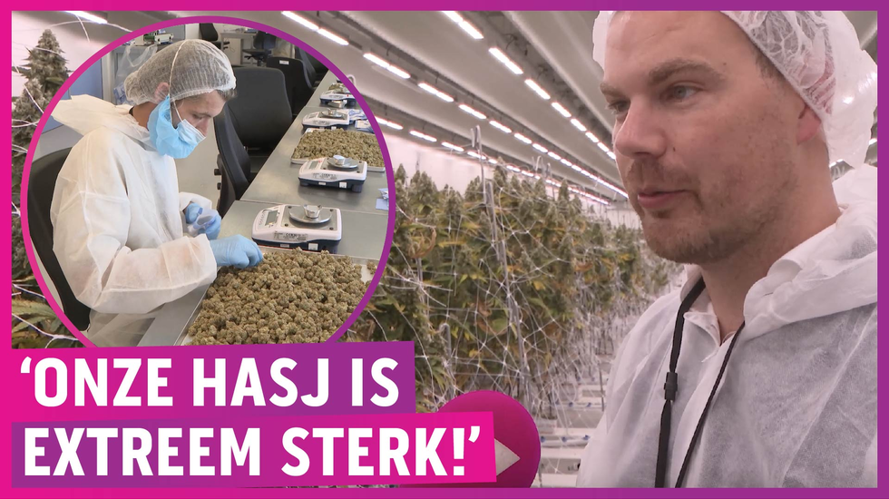 Nederwietproef opnieuw uitgesteld, slechte hasj!