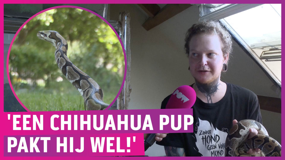 James laat wurgslang uit alsof het een hond is!