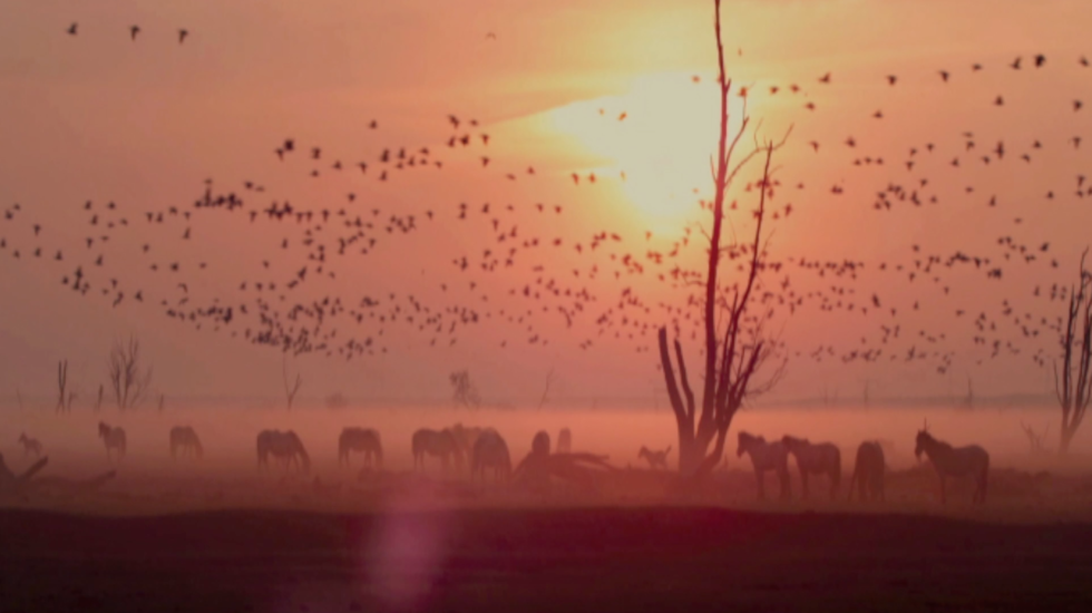 Wild new. АРК Оствардерсплассе (Oostvaardersplassen) в Нидерланды. Wild New World.