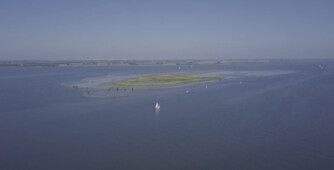 Vroege vogels
