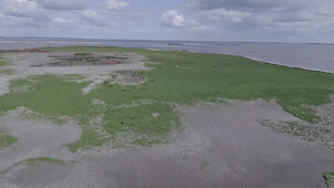 Vroege vogels