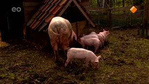 Koek & Ei Boswachterij